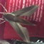 Lesser Vine Sphinx Moth