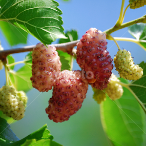 by Teglas Marin - Food & Drink Fruits & Vegetables