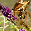 Eastern Giant Swallowtail Butterfly