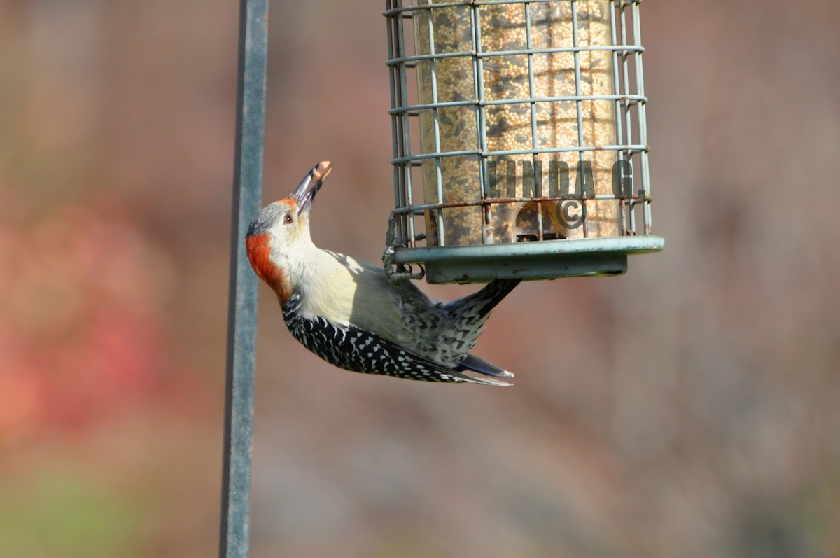 Red -bellied Woodpecker