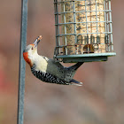 Red -bellied Woodpecker