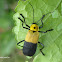 Escarabajo soldado/Soldier beetle
