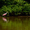 Roseate Spoonbill