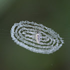 Cyclosa spider