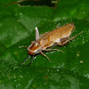 Fungi-Infected Cockroach