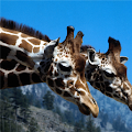 Giraffe Jigsaw Puzzle Apk