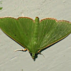 Parotis Crambid Moth