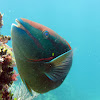 Stoplight Parrotfish