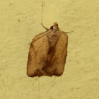 Unknown Moth