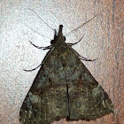 Bloxworth Snout Moth