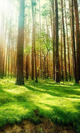 Sunny Forest Live Wallpaper