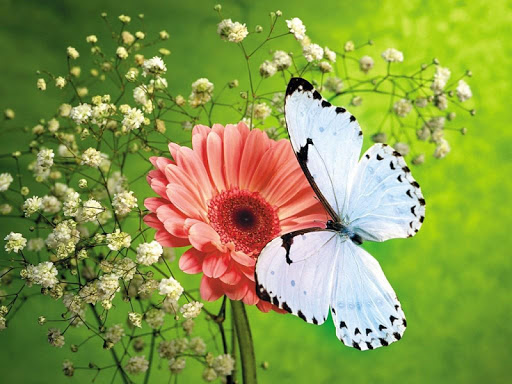 BUTTERFLY WALLPAPERS