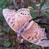 Texas Tawny Emperor Butterfly