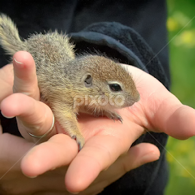 Baby european earth squirrel by Aurelian N. - Animals Other Mammals