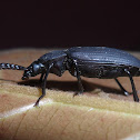 Darkling beetle