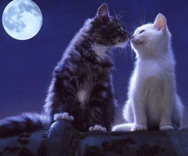 download Cute Cats free