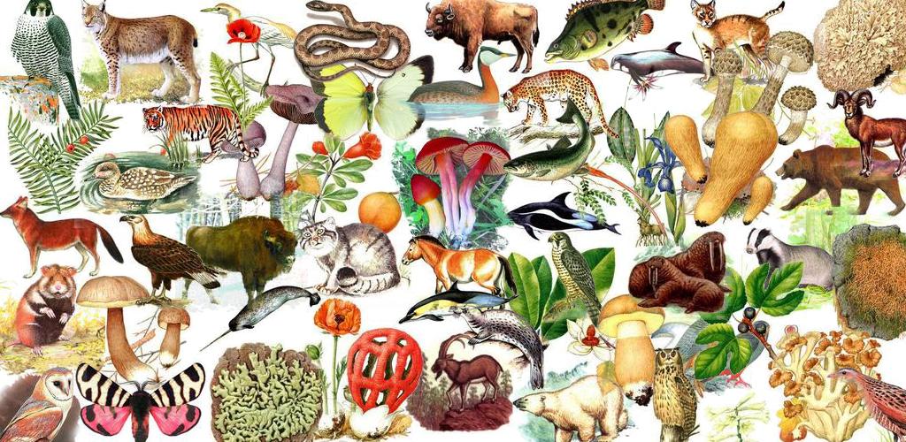 Как можно объяснить высокое разнообразие животных. Коллаж мир животных и растений. Многообразие видов животных. Многообразие видов.