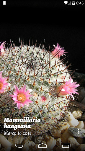 Cactus of The Day