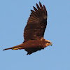 Western Marsh Harrier