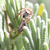 Jumping Spider