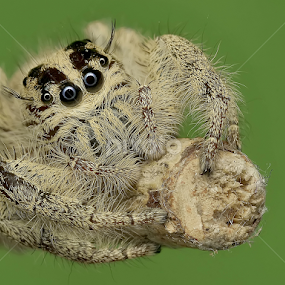 by Ayoe Artstudio - Animals Insects & Spiders