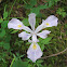 Oregon Iris