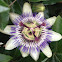 Blue / Common Passion Flower