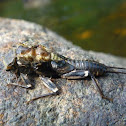 Stonefly