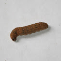 Large Yellow Underwing(larvae)
