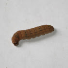 Large Yellow Underwing(larvae)