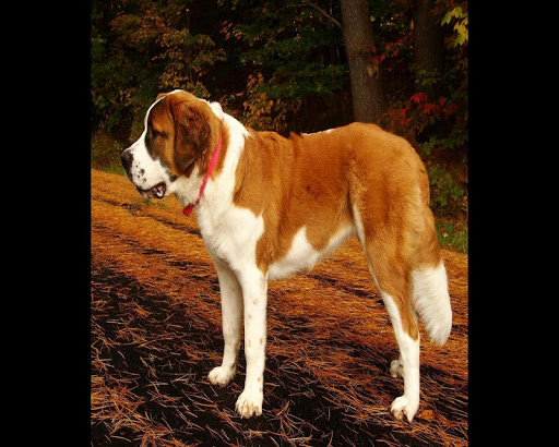 免費下載個人化APP|St Bernard Wallpapers app開箱文|APP開箱王