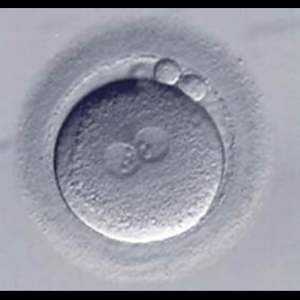 OBGYN Review.apk