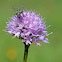 Globe Orchid - Orchis globuleux