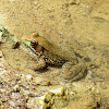 Northern Green Frog