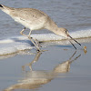 Willet playing with Sandcrab