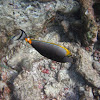 Orange-spine Unicornfish