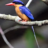 Buff-breasted Paradise-Kingfisher