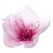 Plum Blossoms Live Wallpaper icon