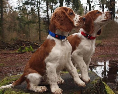 Springer Spaniels Wallpapers Screenshots 0