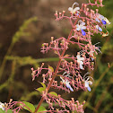 Blue Fountain Bush