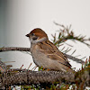 Eurasian Tree Sparrow (juv)
