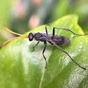 Spider Wasp