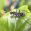 Spider Wasp