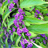 Beautyberry