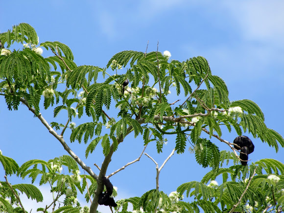 Ear tree | Project Noah
