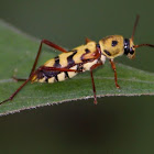 Wasp mimic beetle