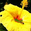 Caribbean Hibiscus flower with insects