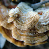 Crusty Fungus