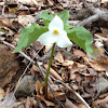 Trillium