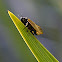 Fynbos Spittlebug